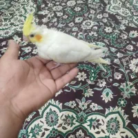 جوجه عروس