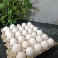 تخم مرغ