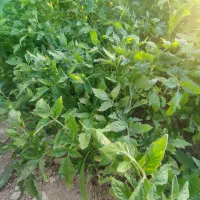 نشا گوجه درجه یک
