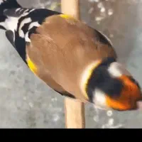 سهره چهارگل حلب عروسک
