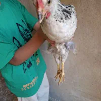 مرغ و خروس