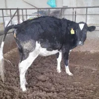 گوساله ،نخری آبستن، گاو