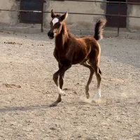 کره نریون ۲ ماهه سیلمی