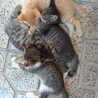 واگذاری بچه گربه