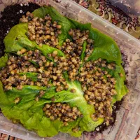 ۴۰۰ عدد حلزون آچاتینا دو هفته ای