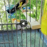 سهره نردهن باخی کردستان 24ساعت بخون