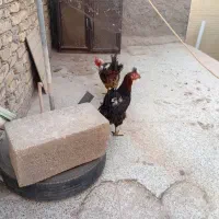 مرغ تخمگذار