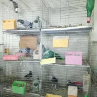 قفس پرنده