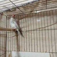 فنج مصری شکلاتی