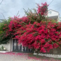 اجاره روزانه ویلا دوخوابه  نوساز *گل کاغذی*
