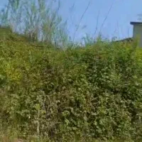 زمین ۸۳۴ متر مسکونی ،سند تک برگ،با ۲۵ متر بر،فوری