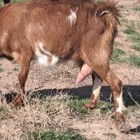 بزه بژغاله دار از دم شاخ شمار جفتی 35ملیون