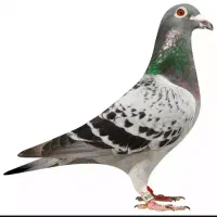 کبوتر گلچین