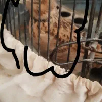 فنچ