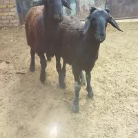 دوتا بره قوچ سیاه