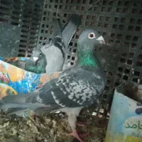 کفتر سبز پولکی