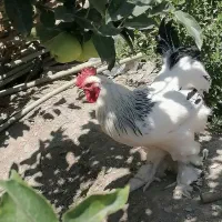 خروس برهما