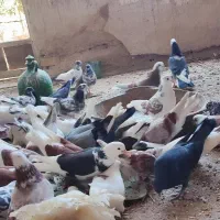 فروش تعدادی کبوتر سالم و پرشی به علت جابجایی