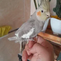 دوعدد طوطی عروس دوماهه دستی سالم بشرط
