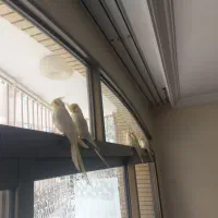 ۵ تا عروس هلندی