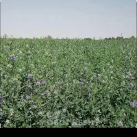 یونجه چین اول ساق سوزنی