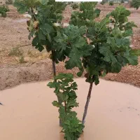 فروش ملک انجیر نزدیک شهر لب آسفالت