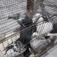 چند کبوتر نر ماده قاطی مفت