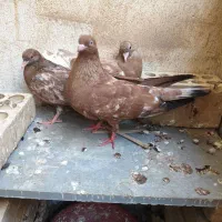ماده کله ای با سه جوجه.امیدیه