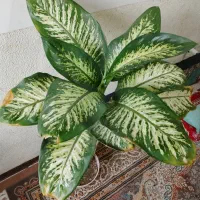 گل دیفن باخیا