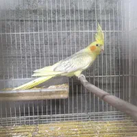 عروس هلندی ماده