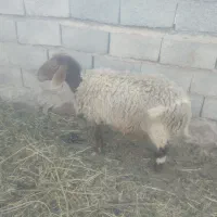 میش چاق