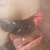خروس|حیوانات مزرعه|راور, |دیوار