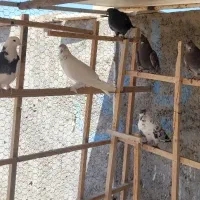 کبوتر پرشی اصیل