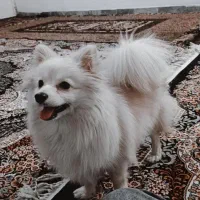 پامرانین روبایی ( جفت‌گیری)