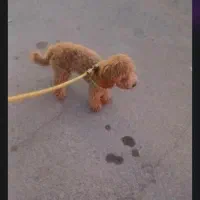 سگ پودل اورجینال