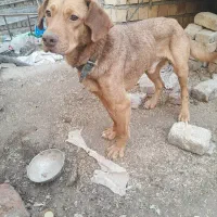 سگ شکاری دنبلانی فول