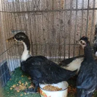 فروش 2عدداردک وجوجه پاپر
