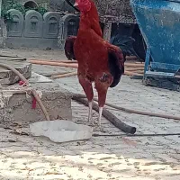 خروس لاری قد بلند