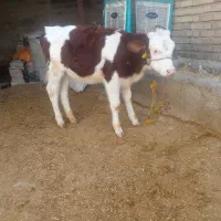 گوساله ماده