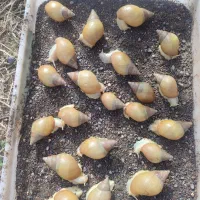 حلزون فروشی