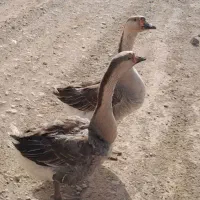 یک جفت قوغاز جوان