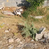 جوجه غاز