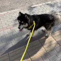 سگ هاسکی