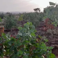 باغ-پسته-روستای-جنت-آباد-1200متری