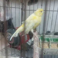 قناری ماده آماده طلایی