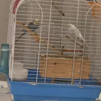 جفت مرغ عشق