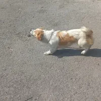 سگ ماده
