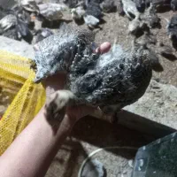 بوقلمون نیمچه