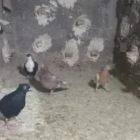 باسلام چهارتا کفتر بمب جوجه سه پر تا چهار پر