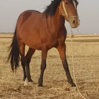 اسب وکره|اسب و تجهیزات اسبسواری|سردرود, |دیوار